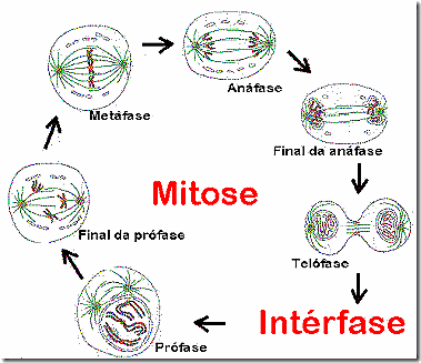 Mitose